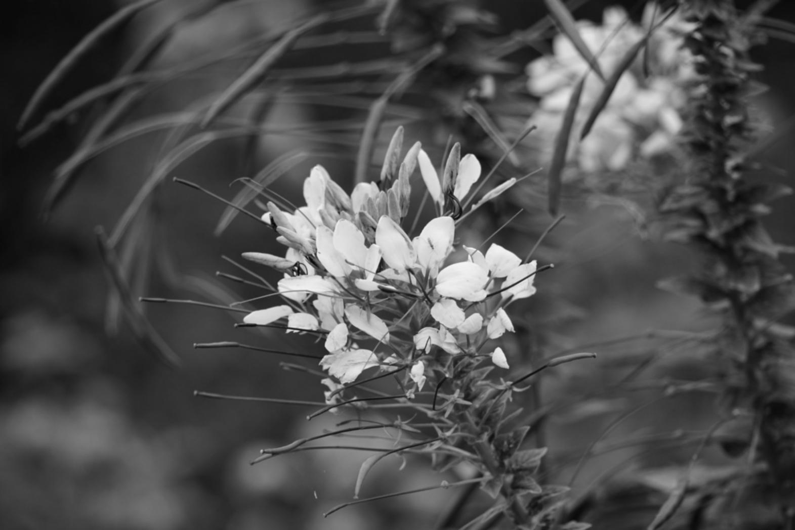 Elegant wedding decoration with floral arrangements