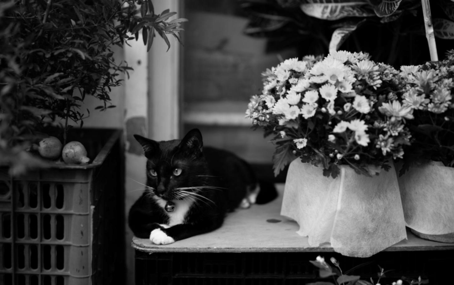 Game development workspace showing multiple monitors with code and game assets